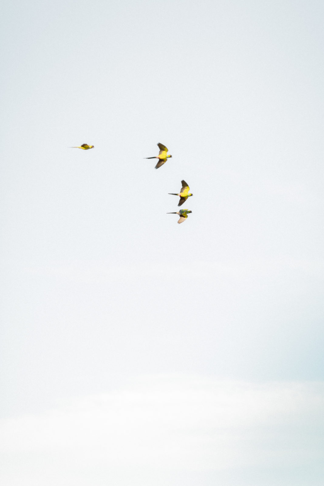 parrots flying in Malibu