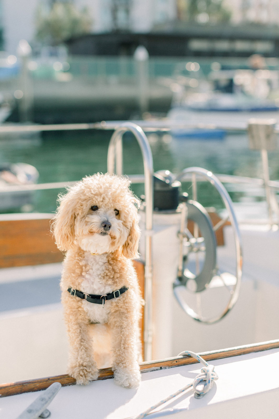 sailboat dog